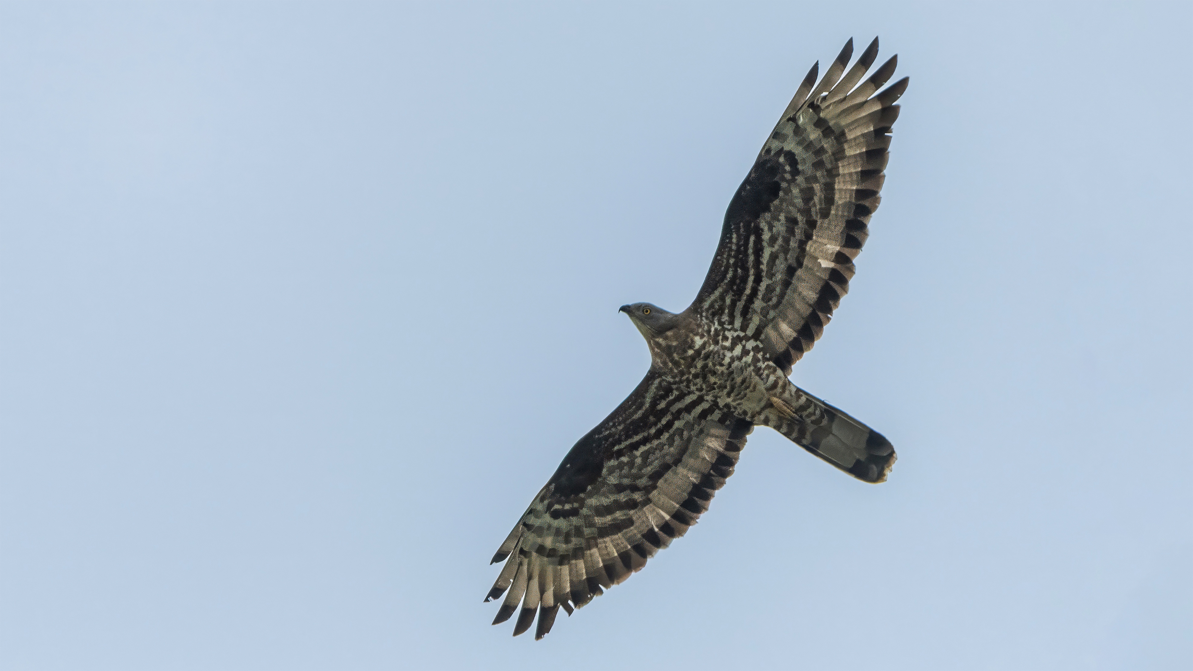 European Honey-buzzard